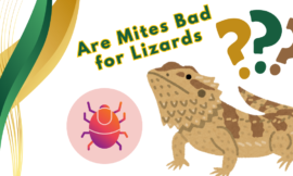 5 Shocking Reasons Why Are Mites Bad for Lizards? Uncover the Hidden Dangers