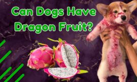 7 Surprising Facts: Can Dogs Have Dragon Fruit Safely?