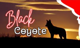 7 Amazing Facts About Black Coyotes You Need to Know: Exploring This Rare Phenomenon