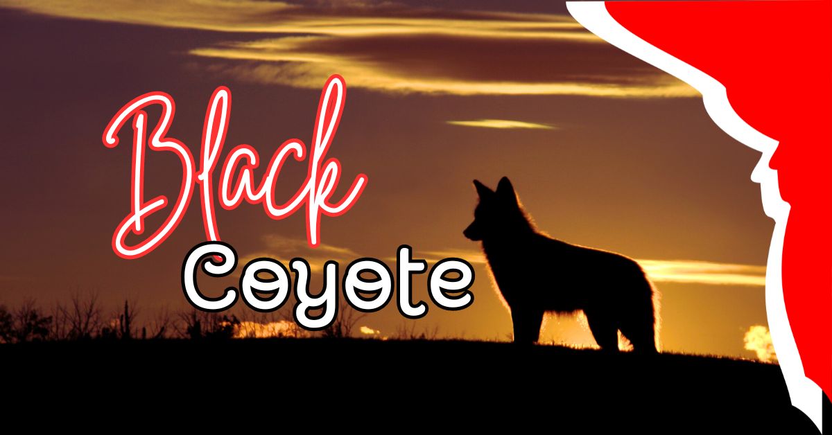 Black Coyote