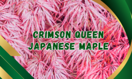 7 Essential Tips for Growing a Healthy Crimson Queen Japanese Maple