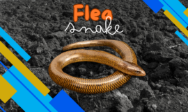 5 Fascinating Facts About Flea Snakes and What You Need to Know About Their Behavior