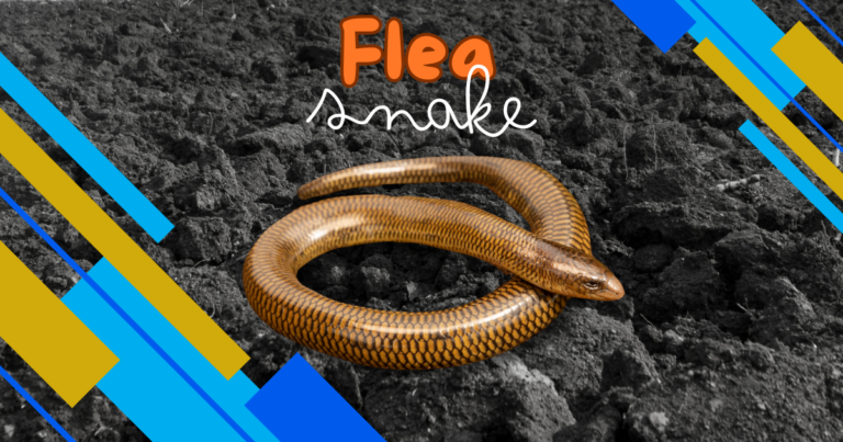 Read more about the article 5 Fascinating Facts About Flea Snakes and What You Need to Know About Their Behavior