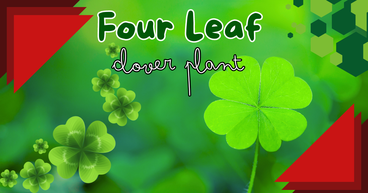 Four Leaf Clover Plant