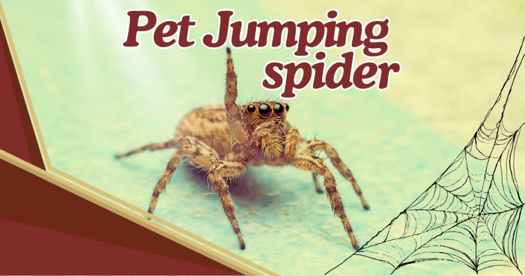 Read more about the article 5 Amazing Reasons to Keep a Pet Jumping Spider and How to Care for One