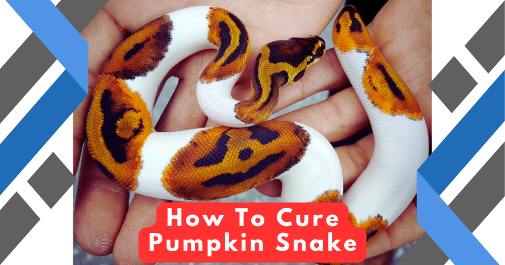 Read more about the article 5 Fascinating Facts About the Pumpkin Snake and How to Care for This Unique Reptile