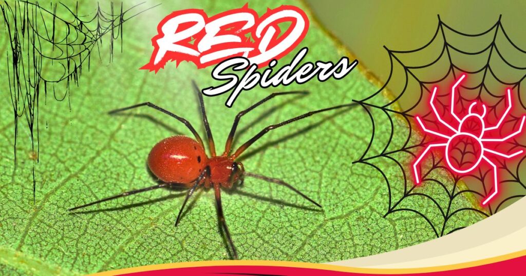 Read more about the article 5 Surprising Facts About Red Spiders You Didn’t Know