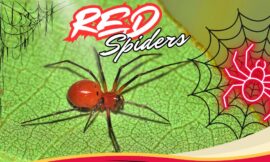 5 Surprising Facts About Red Spiders You Didn’t Know