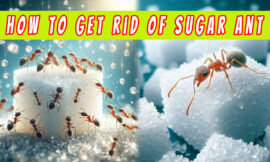 10 Effective Sugar Ant Solutions That Work Instantly