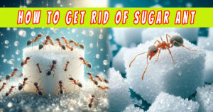 Sugar Ant