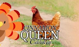 5 Key Facts About Cinnamon Queen Chickens Every Farmer Should Know