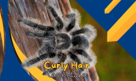 10 Amazing Facts About Curly Hair Tarantula Care and Behavior