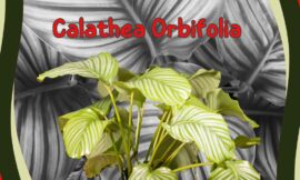 7 Essential Care Tips for Calathea Orbifolia: How to Keep This Stunning Plant Thriving Indoors