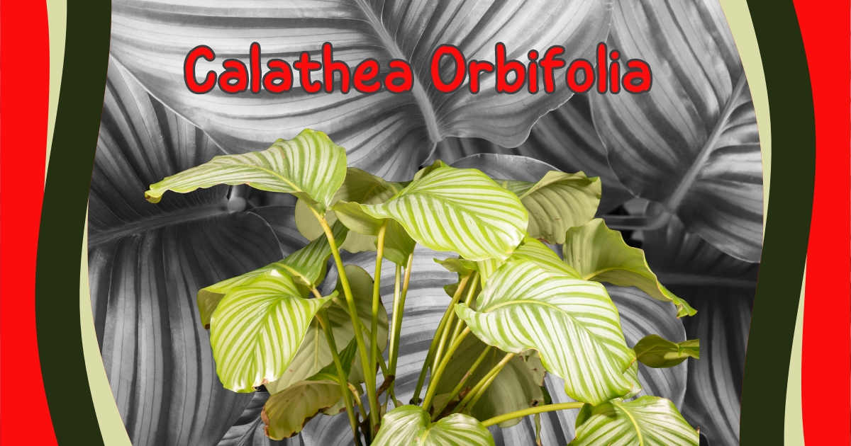 Calathea orbifolia