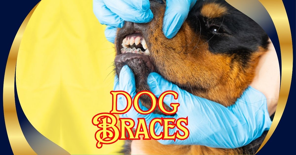 Dog Braces