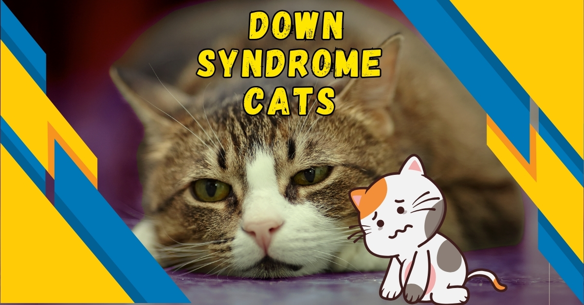 Down syndrome cats