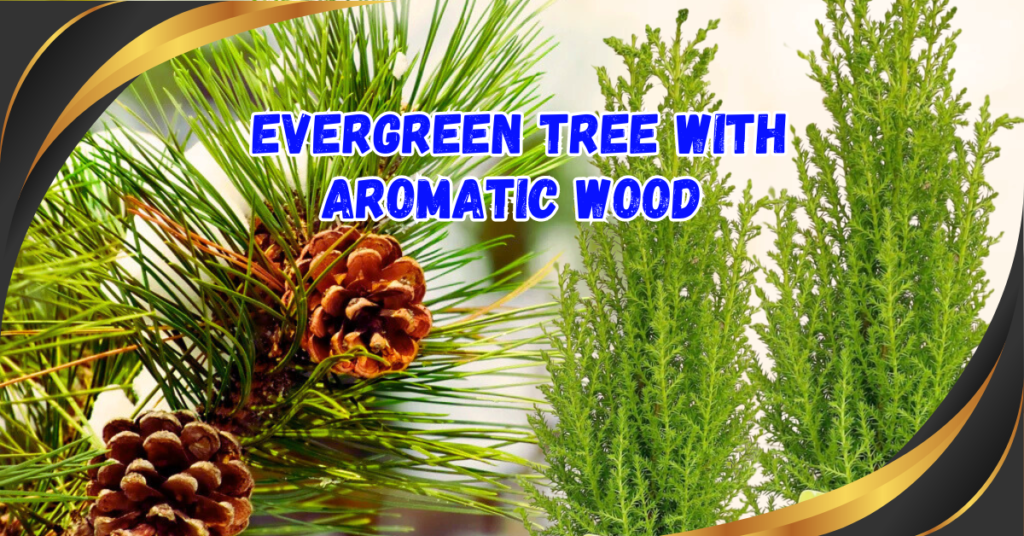 Read more about the article What Is an Evergreen Tree with Aromatic Wood? The Complete Guide