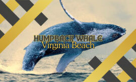 Humpback Whales Virginia Beach Guide: Top 5 Reasons for Their Migration