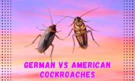 5 Key Differences Between German vs American Cockroaches: What Every Homeowner Should Know