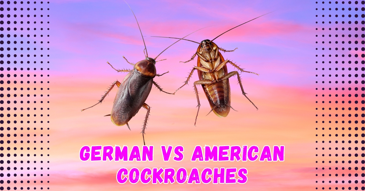 German vs American Cockroaches