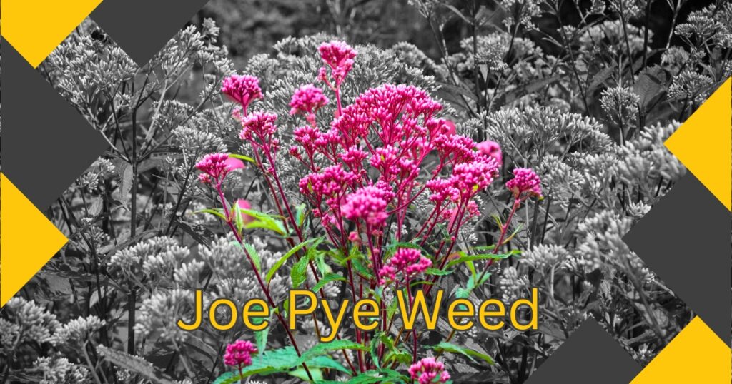 Read more about the article 7 Essential Tips for Growing Joe Pye Weed: A Must-Have for Any Pollinator-Friendly Garden