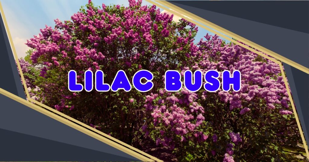 Read more about the article 7 Powerful Tips to Grow and Care for Lilac Bushes: Your Ultimate Garden Guide