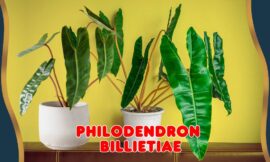 10 Tips for Growing and Caring for Philodendron Billietiae: The Ultimate Guide for Plant Lovers