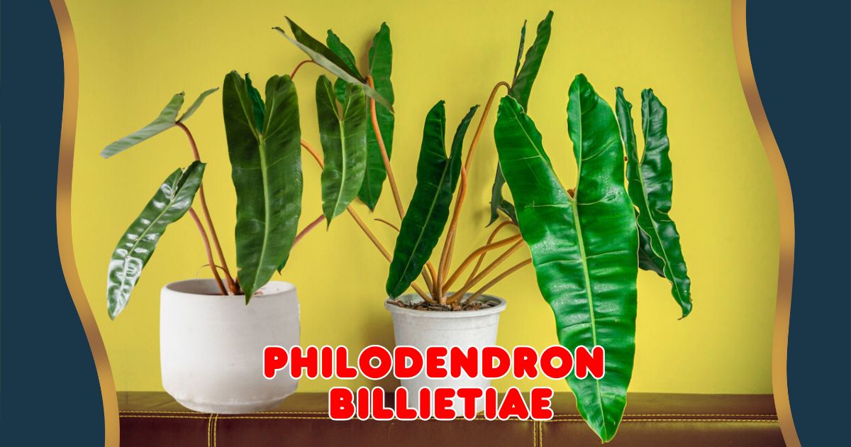 Philodendron Billietiae