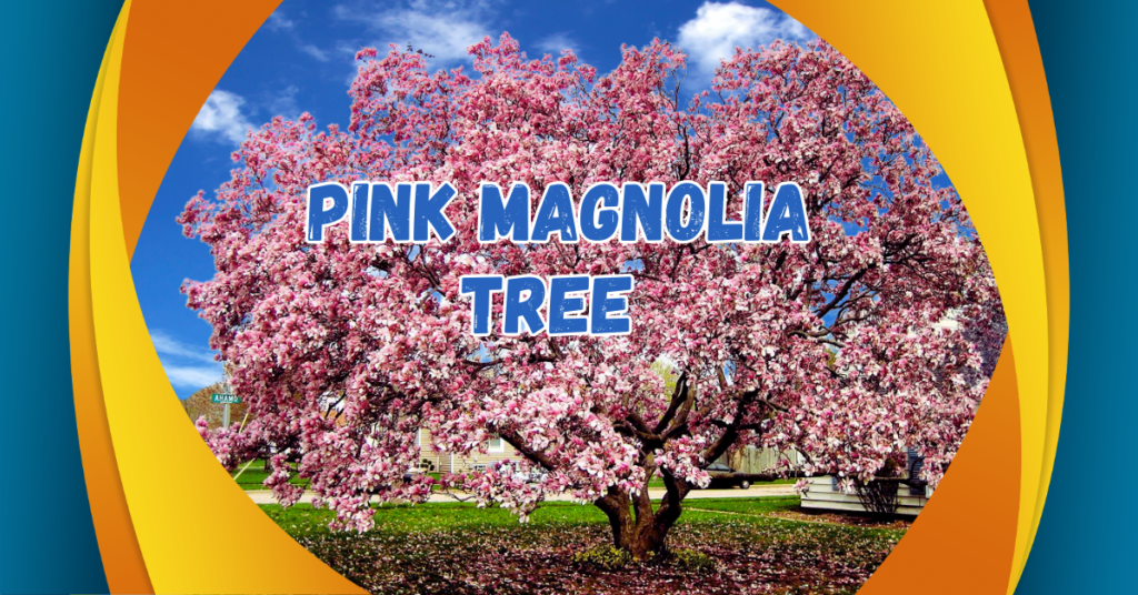 Read more about the article Why the Pink Magnolia Tree is a Must-Have for Your Spring Garden