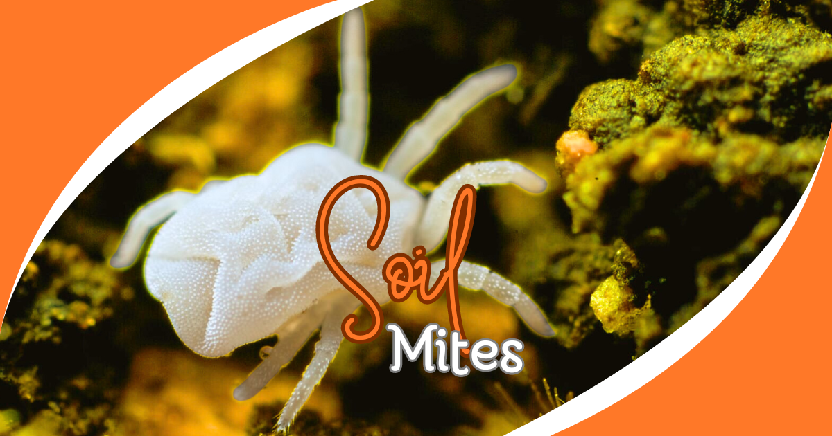 Soil Mites