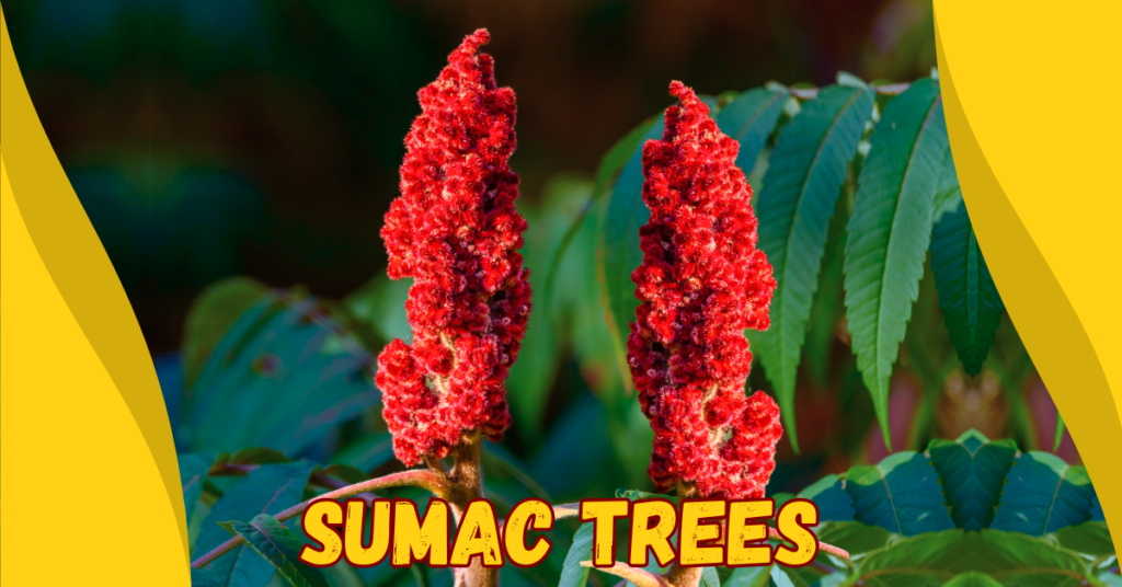 Read more about the article 10 Fascinating Facts About Sumac Trees: A Comprehensive Guide