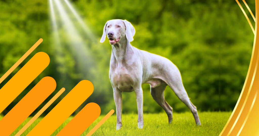 Read more about the article 7 Compelling Reasons Why Silver Labs Are the Best Pets for Active Families