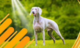 7 Compelling Reasons Why Silver Labs Are the Best Pets for Active Families