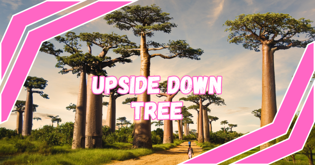 Read more about the article 7 Incredible Upside Down Tree Species That Will Blow Your Mind