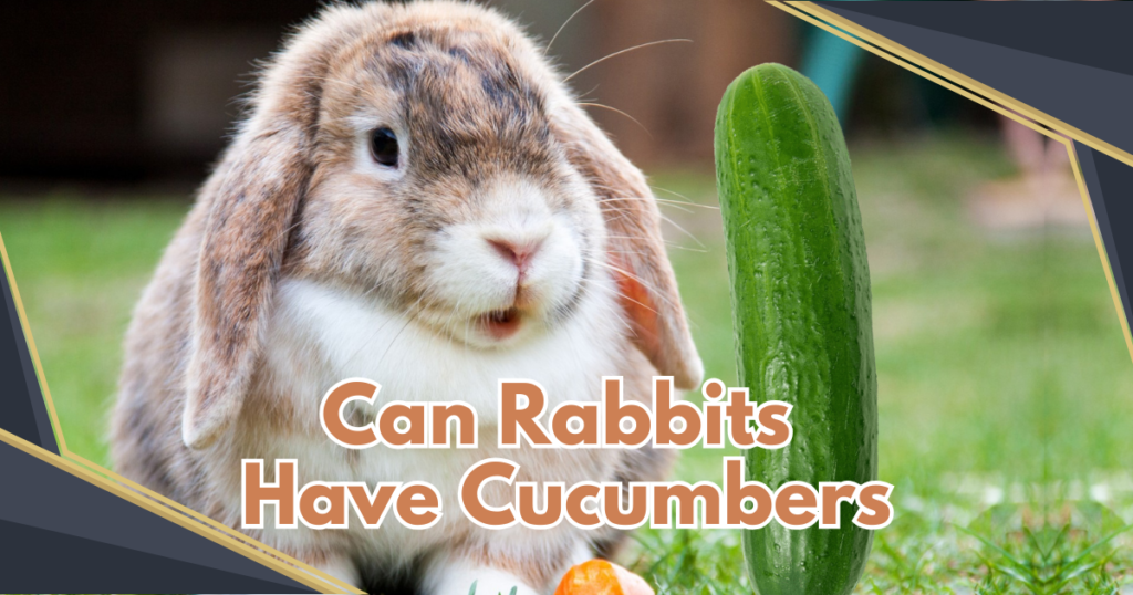 Read more about the article Can Rabbits Have Cucumbers? 7 Things You Need to Know About Feeding Your Bunny Safely