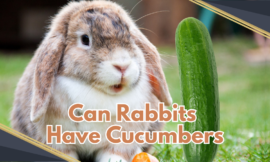 Can Rabbits Have Cucumbers? 7 Things You Need to Know About Feeding Your Bunny Safely