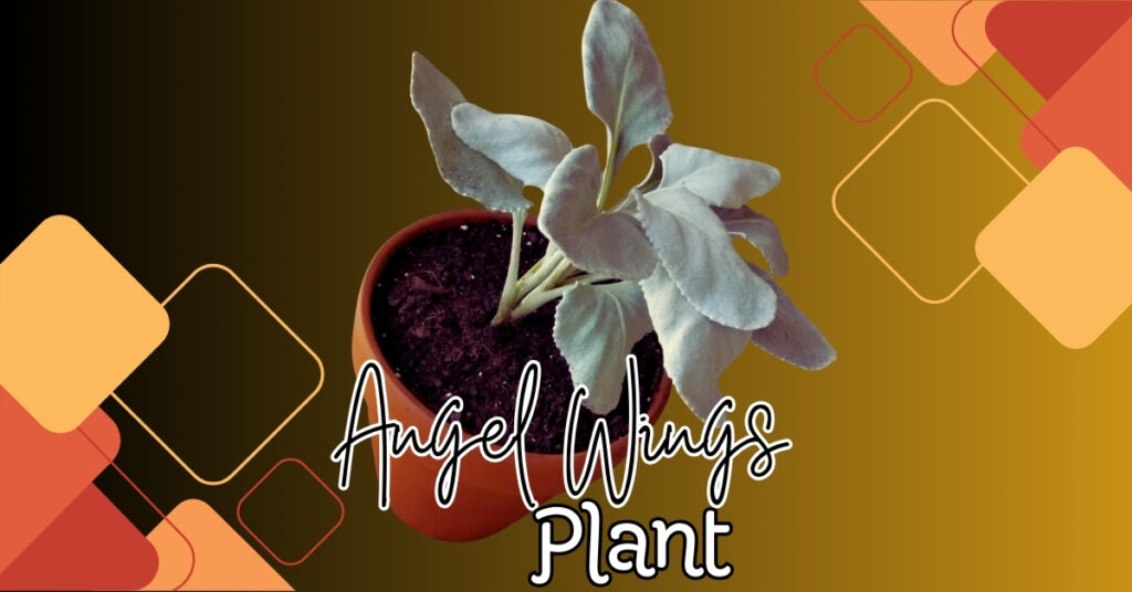 Read more about the article 5 Essential Tips for Angel Wing Begonia Care