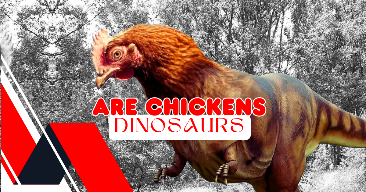 are chickens dinosaurs