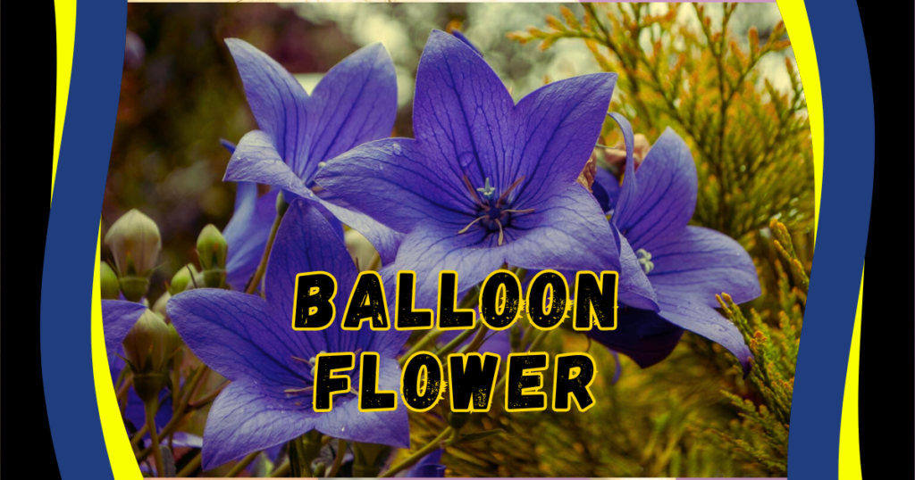 Read more about the article 7 Powerful Tips for Growing and Caring for Balloon Flowers: Add a Unique Bloom to Your Garden