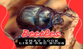 7 Powerful Ways to Identify Beetles That Look Like Bed Bugs (And How to Get Rid of Them)