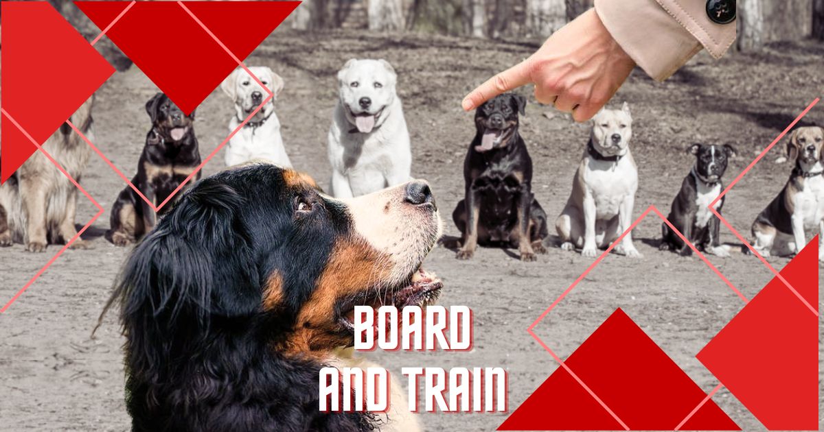 board and train