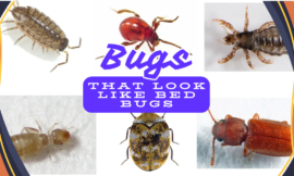 7 Surprising Bugs That Look Like Bed Bugs (And How to Identify Them)