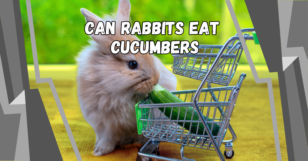 can rabbits eat cucumbers