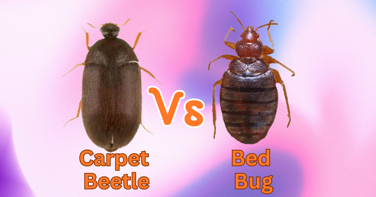 carpet beetle vs bed bug