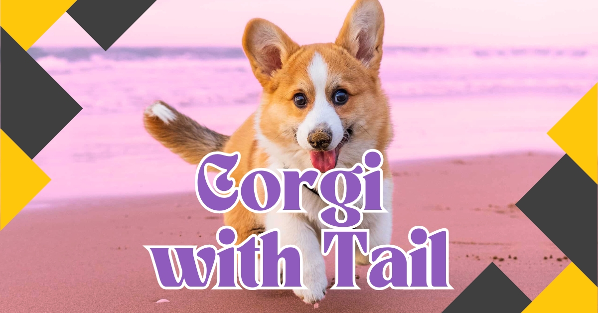 corgi with tail