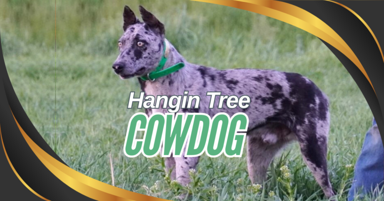 Read more about the article 5 Surprising Facts About the Hanging Tree Cowdog Breed