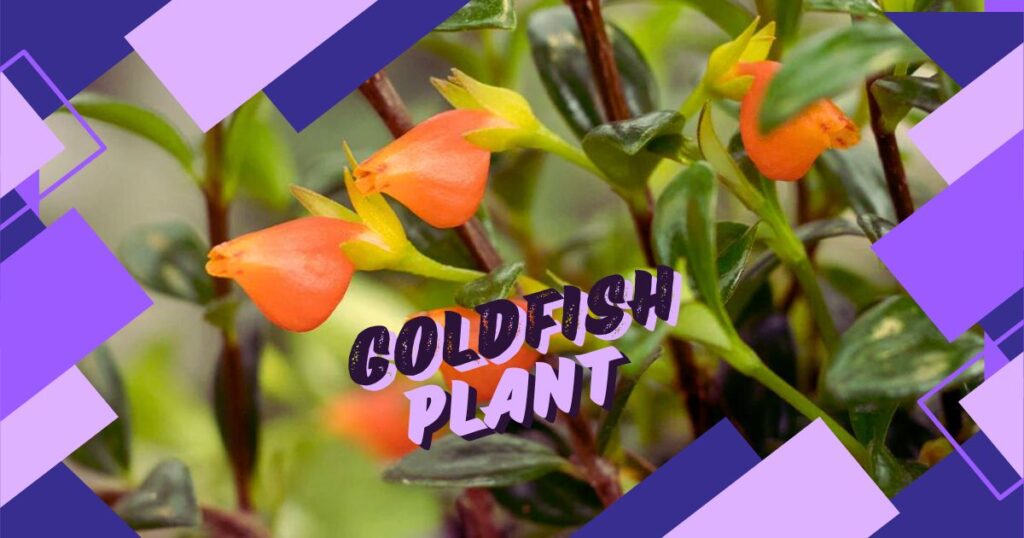 Read more about the article 10 Powerful Tips for Goldfish Plant Care: Keep Your Plant Blooming Year-Round