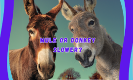 Is a Mule or Donkey Slower? Top 6 Speed Differences Explained