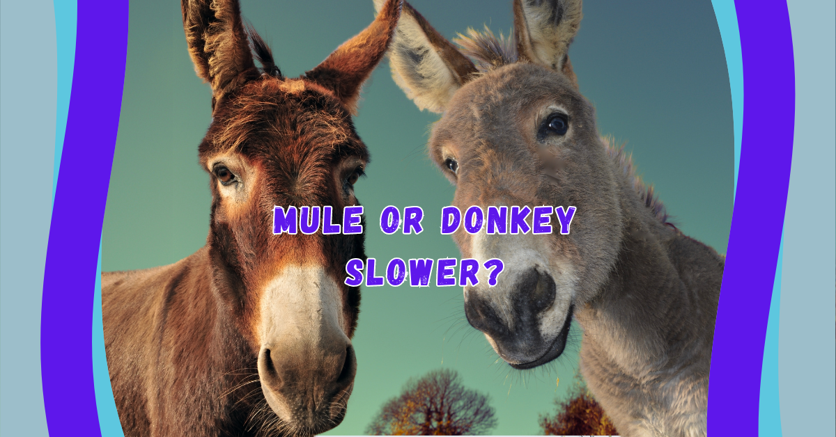 mule or donkey slower