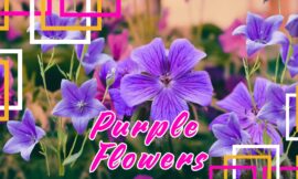 10 Stunning Purple Flowers to Brighten Your Garden in 2024